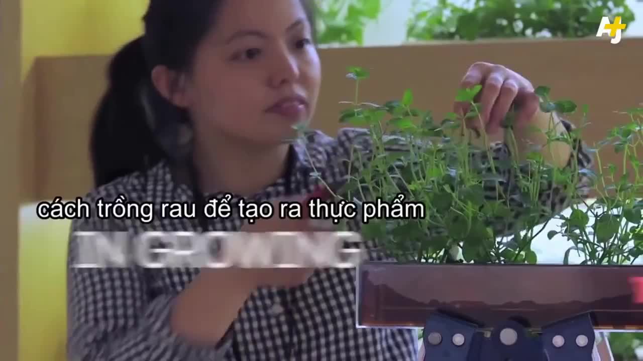 Công ty Nhật trồng 280 loại cây trong văn phòng
