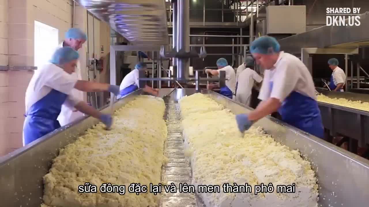 Hóa ra phô mai béo ngậy được tạo ra như thế này!