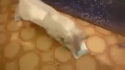 Mèo cũng biết giữ tiền