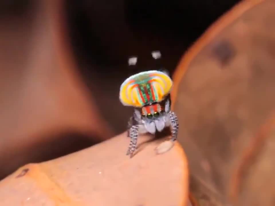 Vũ điệu của loài nhện