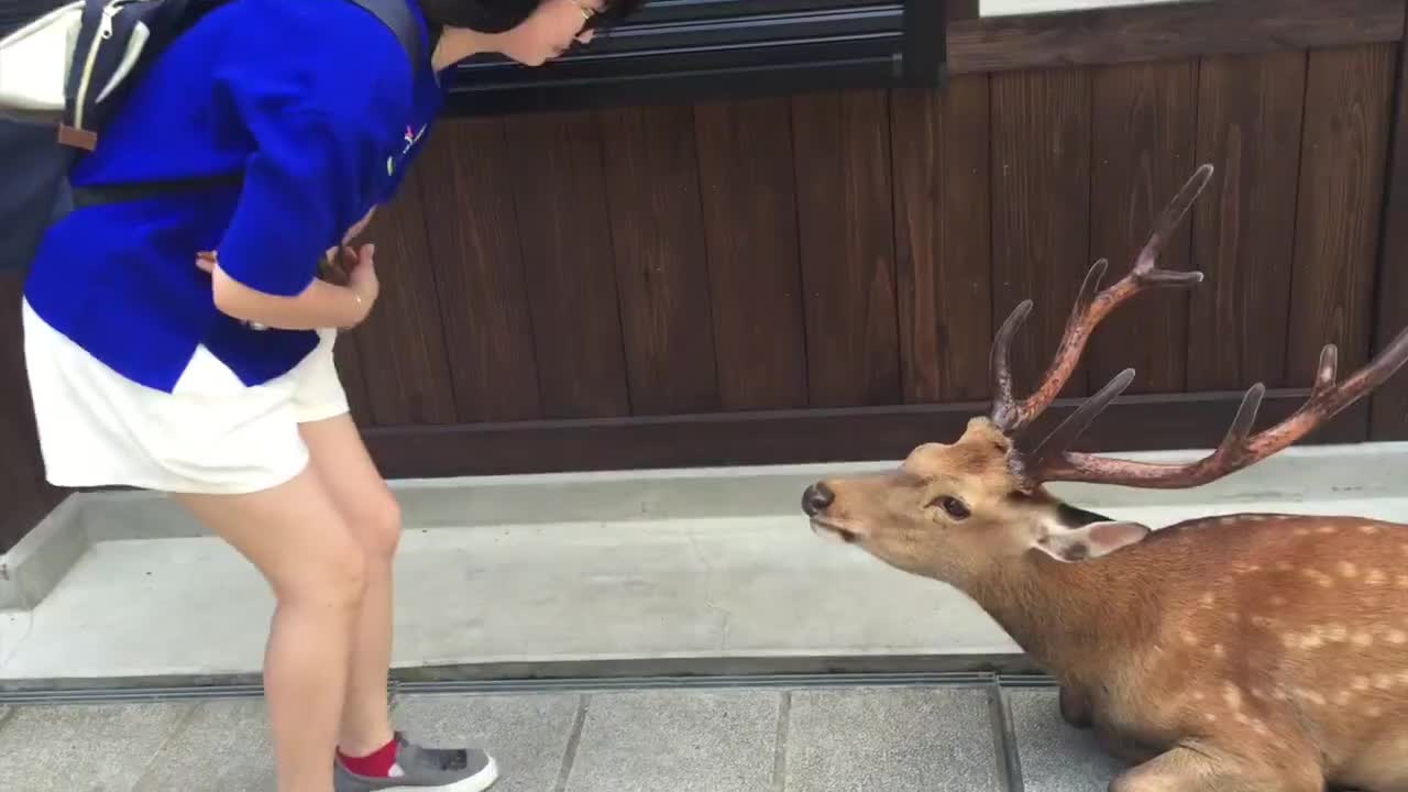 Chú hưu cúi đầu cám ơn khi được cho ăn!