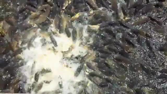 Lũ cá có thể rỉa hết một túi bánh mì lớn với tốc độ không thua kém cá Piranha