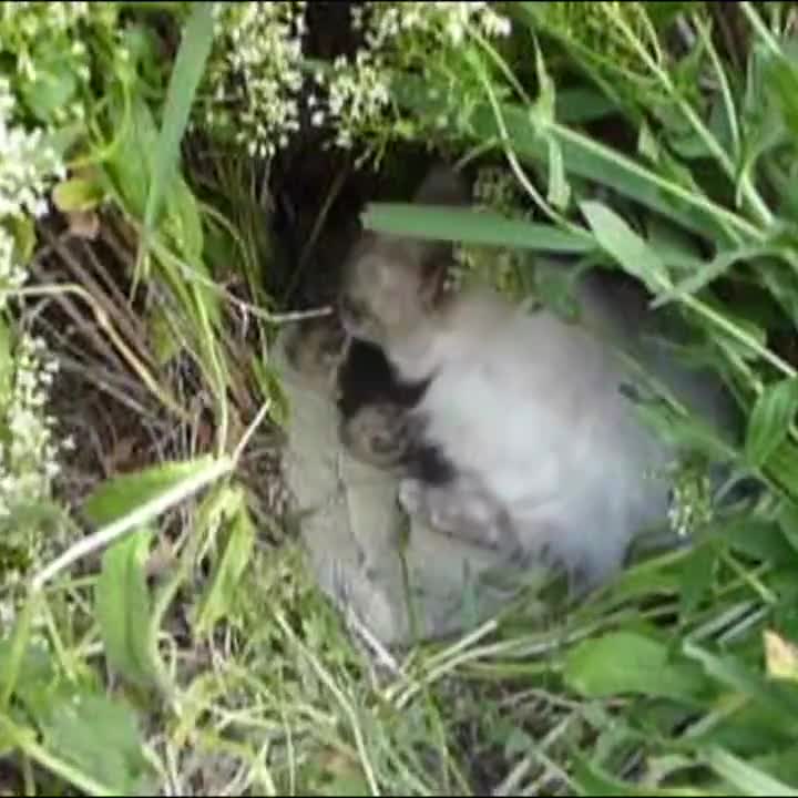 Mèo mẹ chăm cả mèo con và thỏ con!