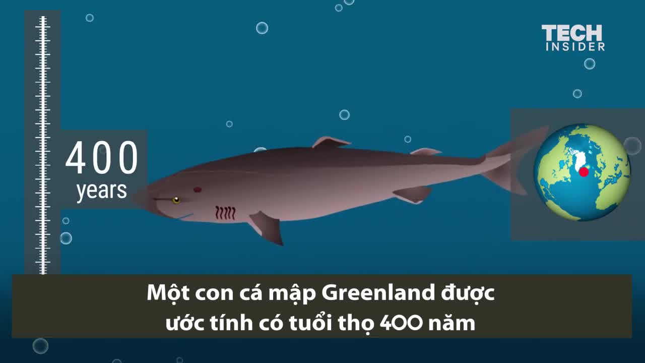 Các nhà vô địch về tuổi thọ trên Trái Đất