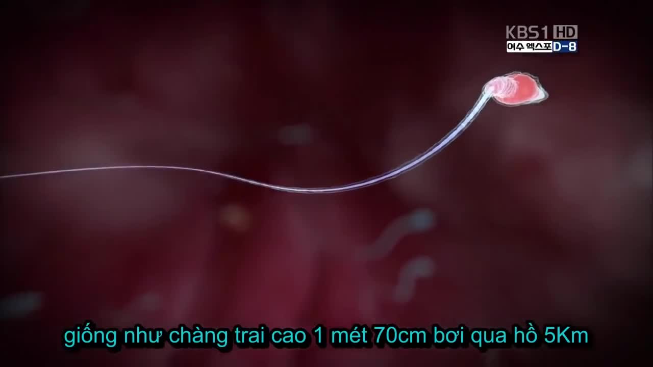 Hành trình 'gặp gỡ' đầy gian nan giữa tinh trùng và trứng