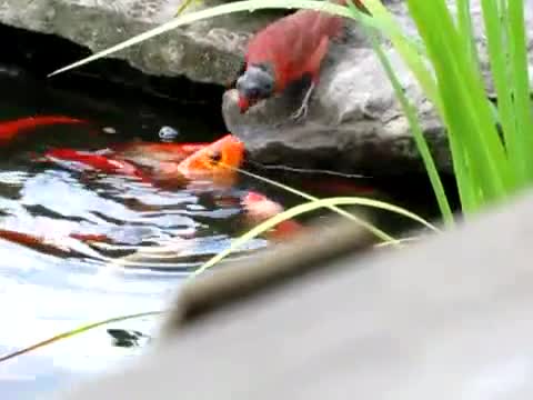 Chim sẻ đỏ cho cá vàng ăn