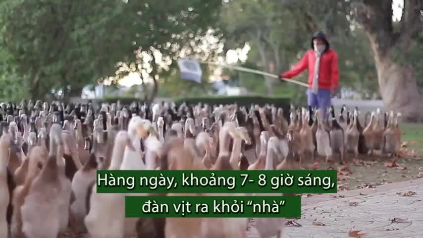 Đàn vịt nghìn con diệt sâu bọ cho vườn nho