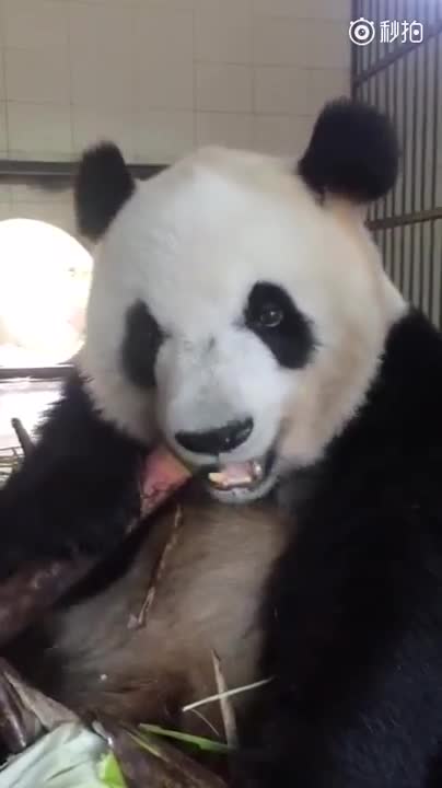 Gấu trúc ăn măng