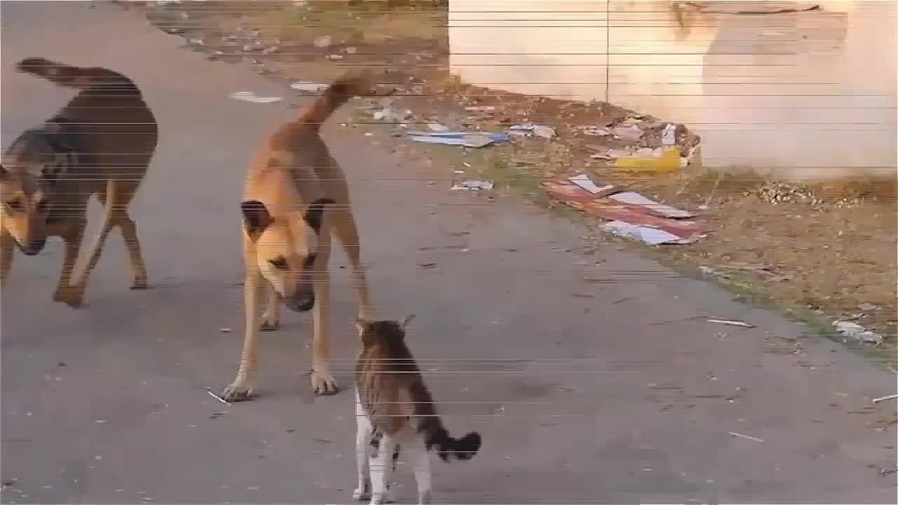 Mèo sát thủ chọi Chó và 1 cú cú Nốc ao kinh điển