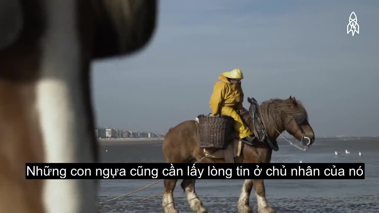 Nghề cưỡi ngựa bắt tôm 700 năm tuổi ở Bỉ