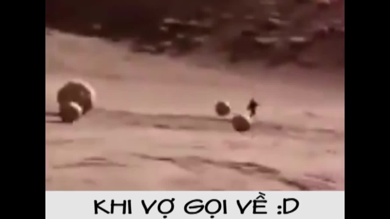 Ông chồng chạy thục mạng khi nghe vợ gọi về nhà