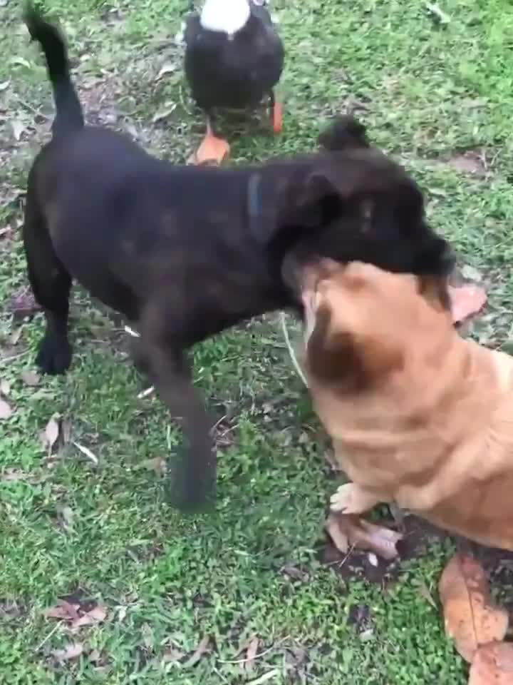Vịt ta cũng muốn tham chiến!
