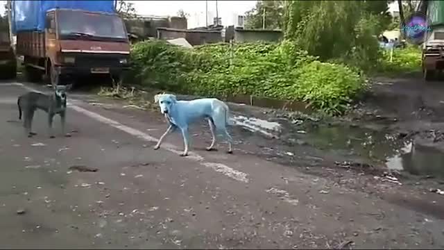  Bầy chó hoang màu xanh trên đường phố Ấn Độ