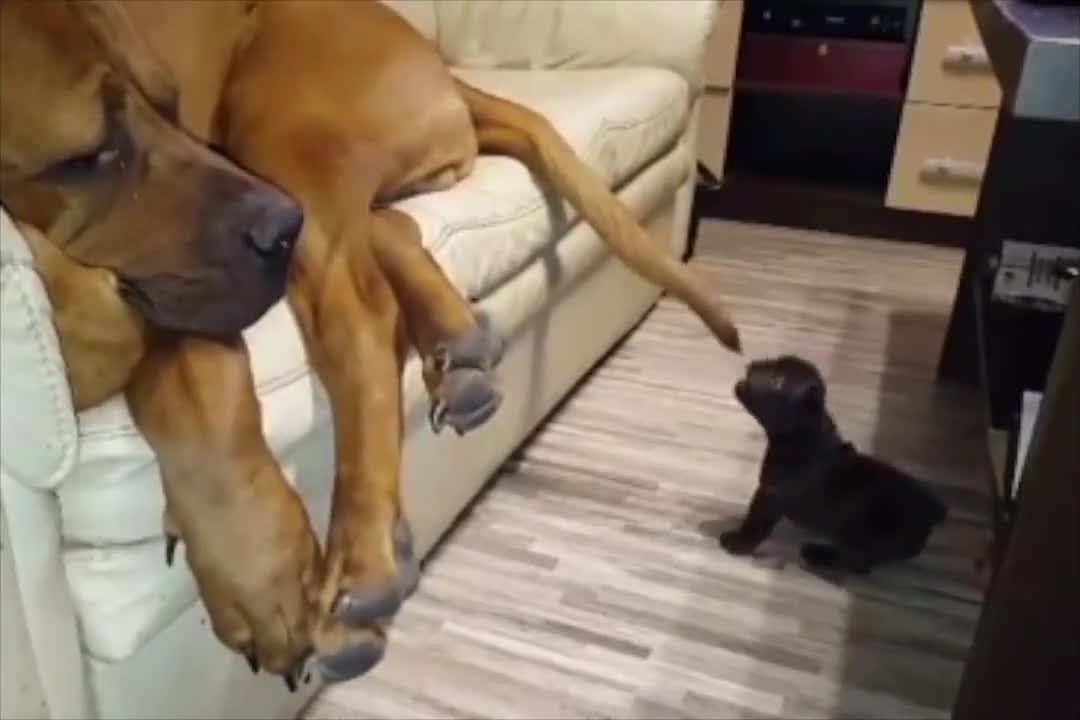 Dậy chơi với tôi đi nào!