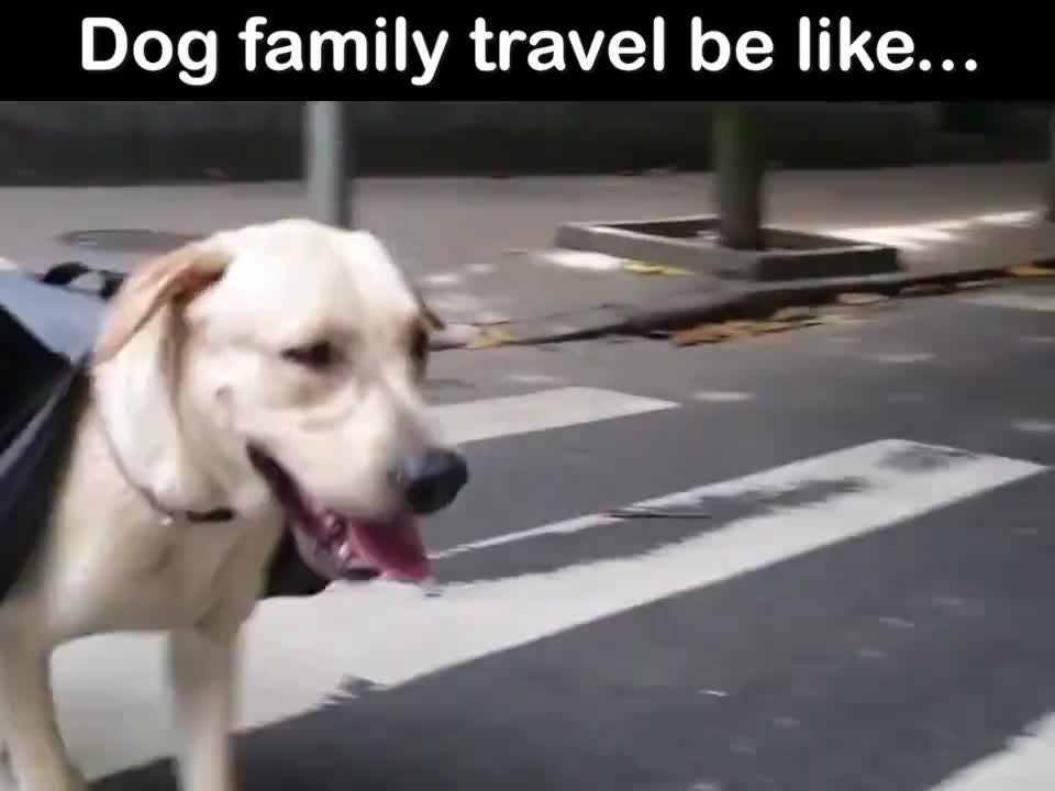 Khi gia đình chó đi du lịch! 