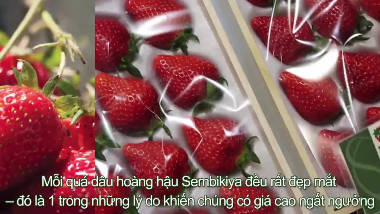 10 loại trái cây đắt đỏ nhất thế giới
