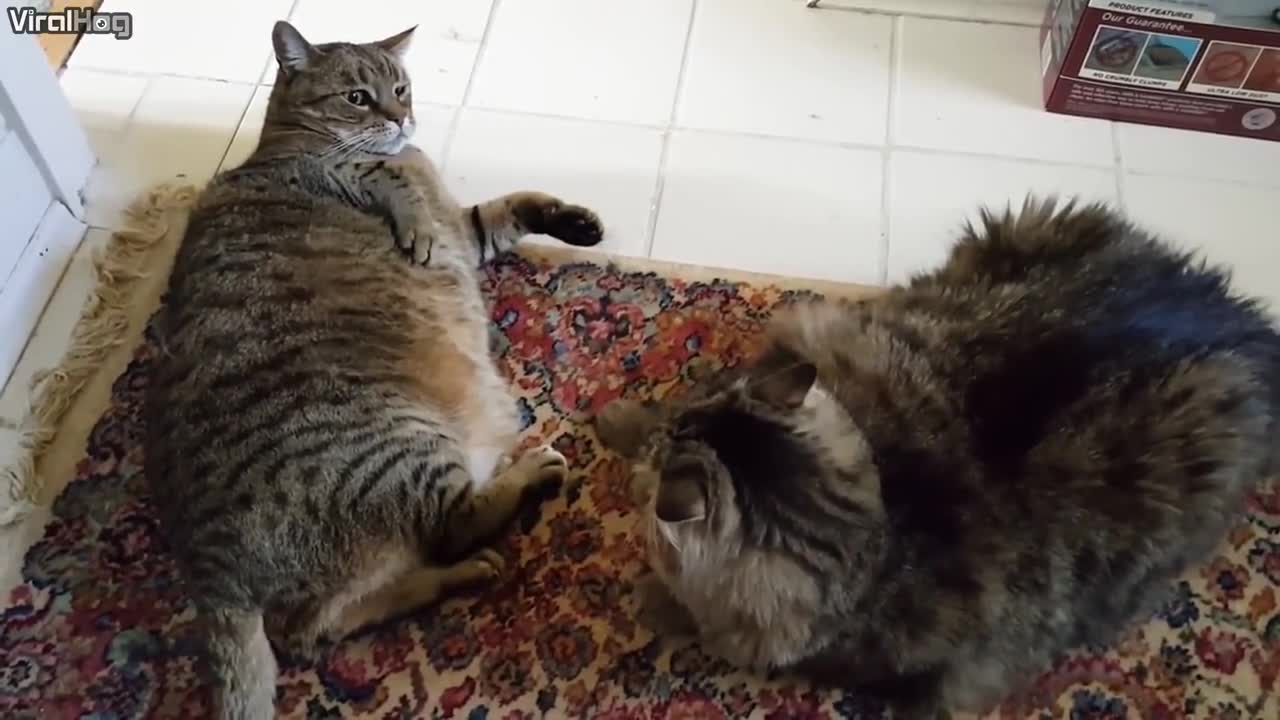 Khi hai chú mèo con béo phì đánh nhau