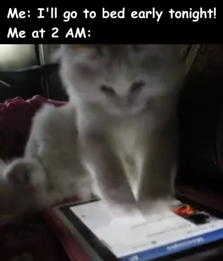 Khi mèo mê Ipad