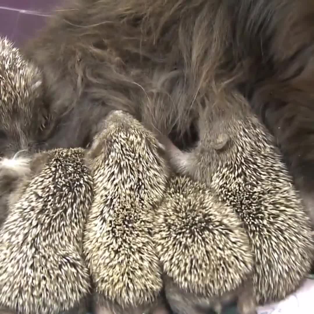 Tình thương không giới hạn trong cùng 1 loài!