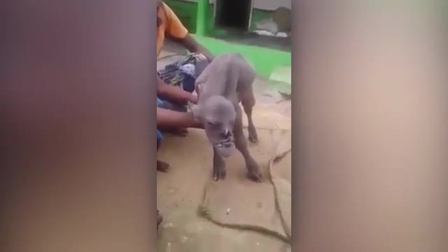 Dê đột biến mang bộ mặt người ở Ấn Độ
