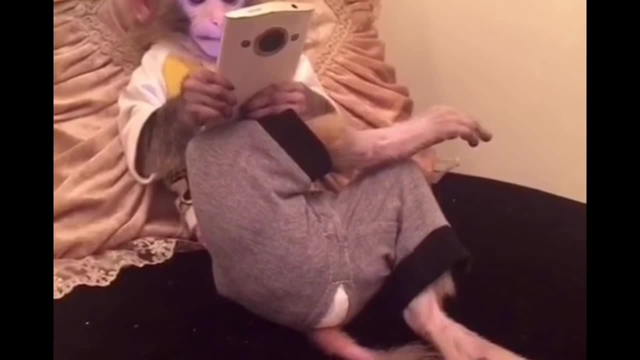 Những chú khỉ mê ipad 
