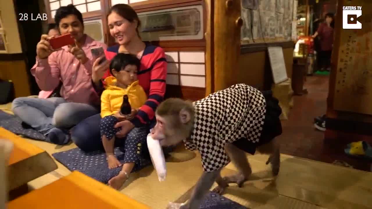 Khỉ làm bồi bàn trong quán ăn tại Nhật Bản