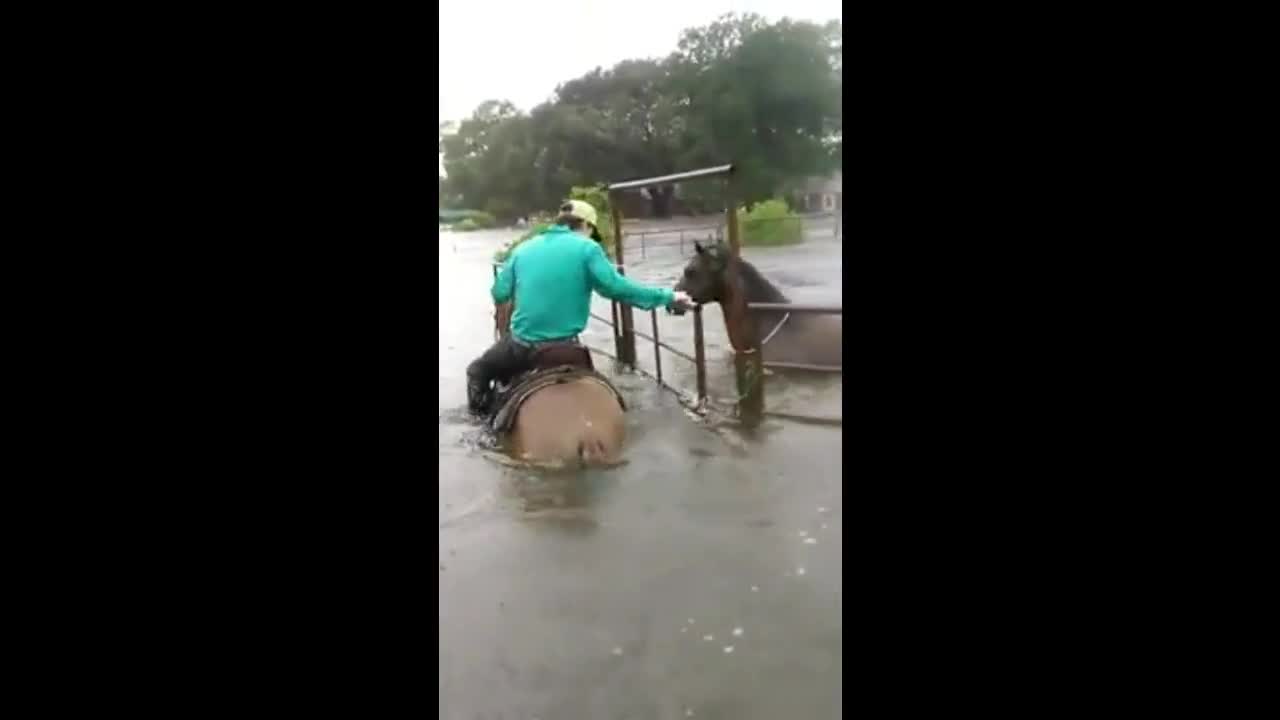 Cao bồi Texas vượt lũ cứu đàn gia súc