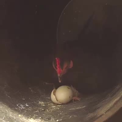 Chào mừng chú gà con đến với thế giới! 