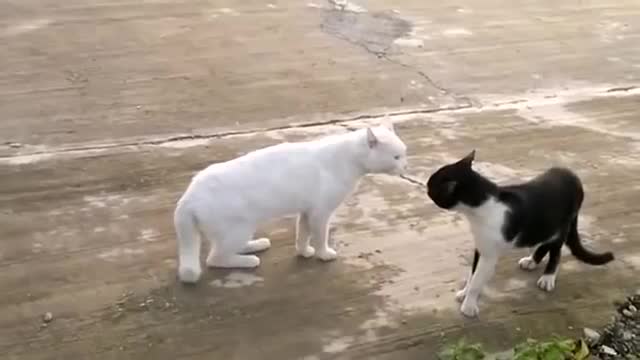 Mèo tạo tư thế rắn hổ mang