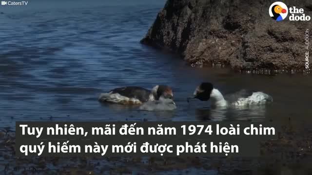 Vũ điệu tỏ tình hiếm gặp của loài chim sắp tuyệt chủng