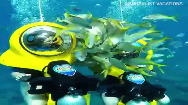 Du khách lái xe dưới đáy biển giữa đàn cá 