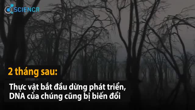 Thảm họa khi 100 đầu đạn hạt nhân được kích nổ cùng lúc