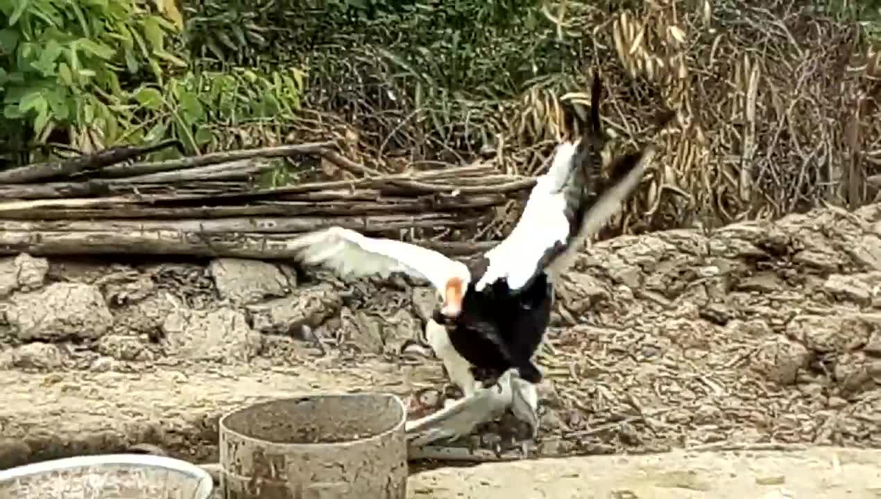 Cuộc chiến vịt xiêm và ngỗng