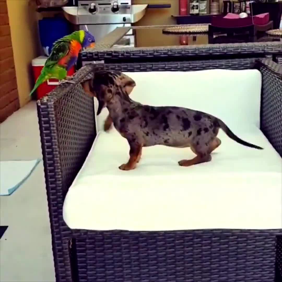 Chú vẹt đanh đá nhất thế giới 
