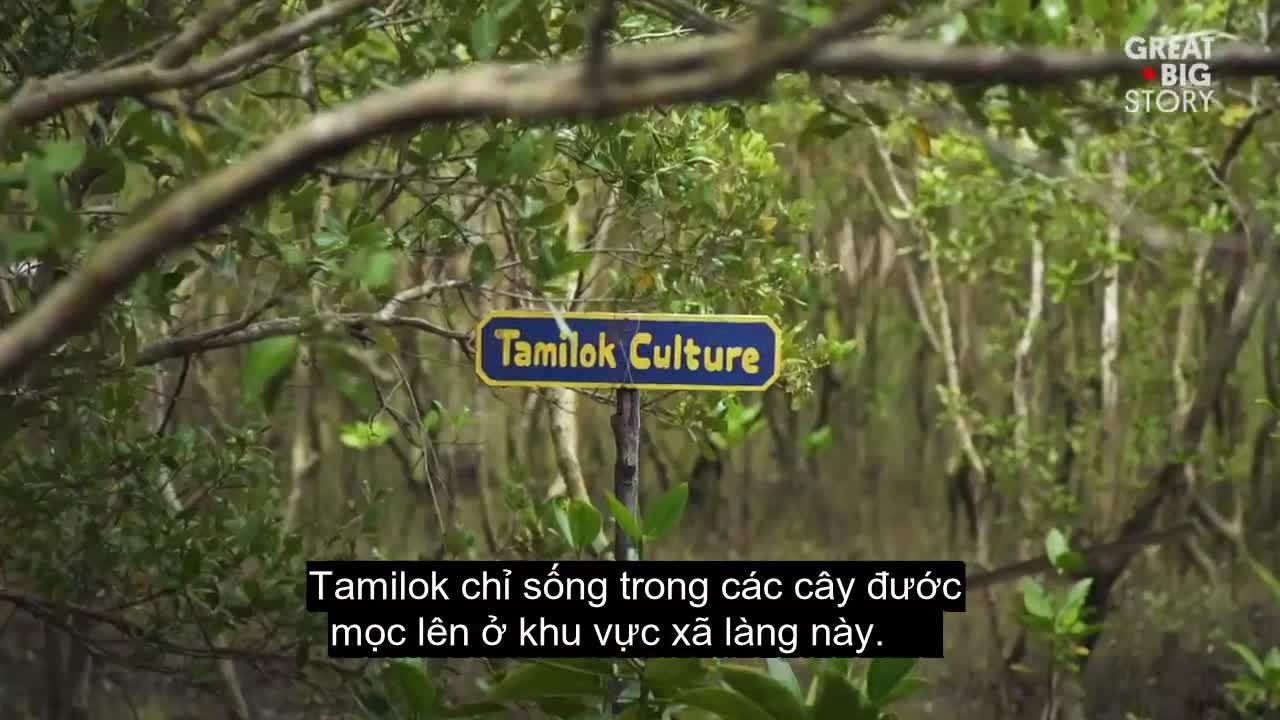 Món sâu gỗ kinh dị chỉ có ở Philippines