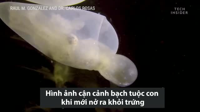 Thế giới xung quanh dưới lăng kính hiển vi