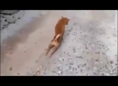 Chú chó giả tạo nhất quả đất
