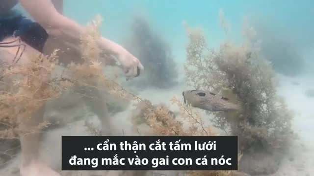 Cá nóc kiên nhẫn chờ thợ lặn giải cứu bạn mắc kẹt