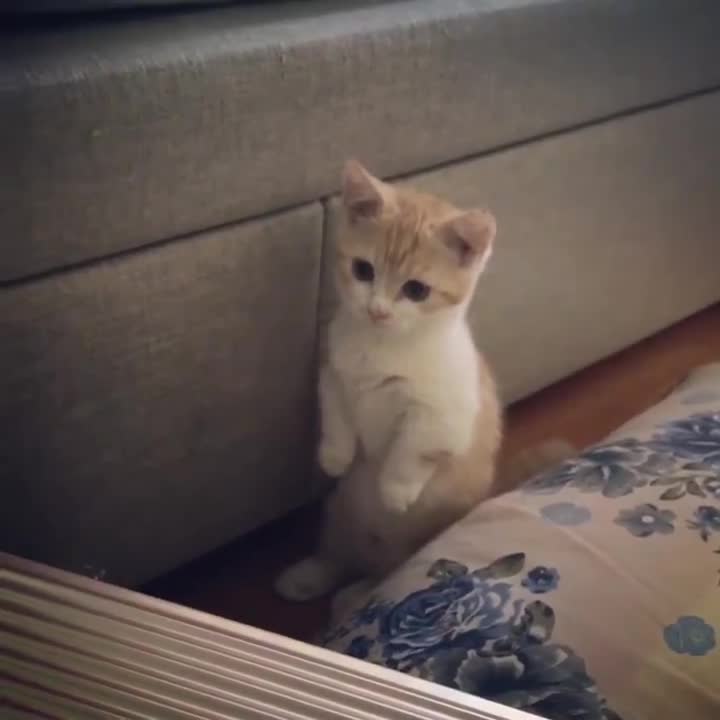Mèo đứng hai chân cực siêu 