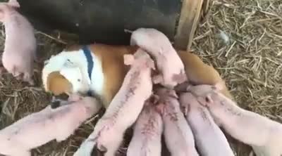 Chó mẹ cho đàn lợn 8 con bú sữa