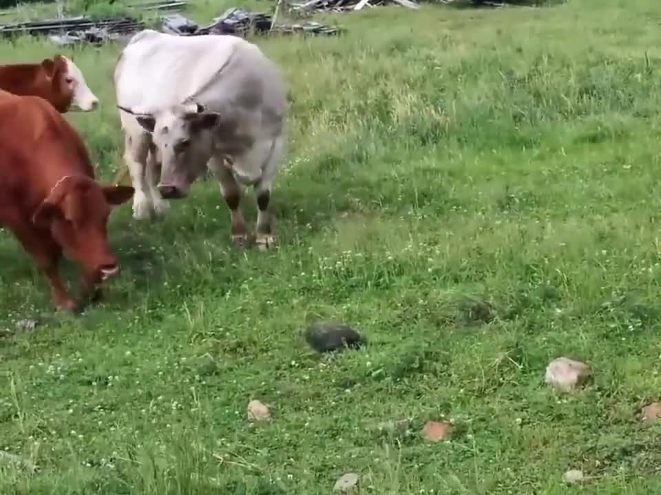 Chú rùa đã làm kinh động đến đàn bò! 