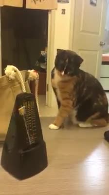 Mèo à đã nhát chết còn hay tò mò này!