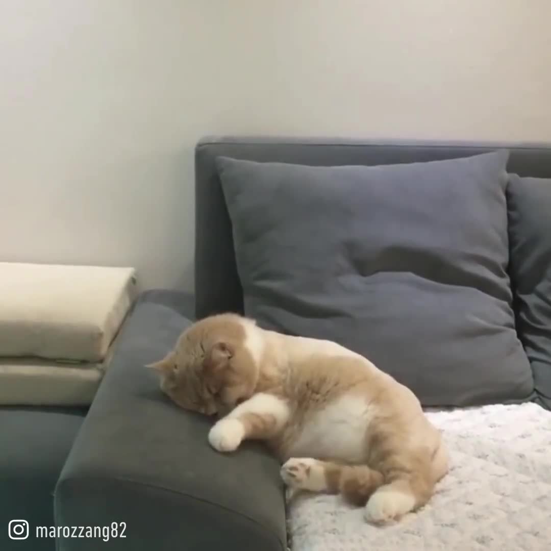 Một giấc mơ mạo hiểm