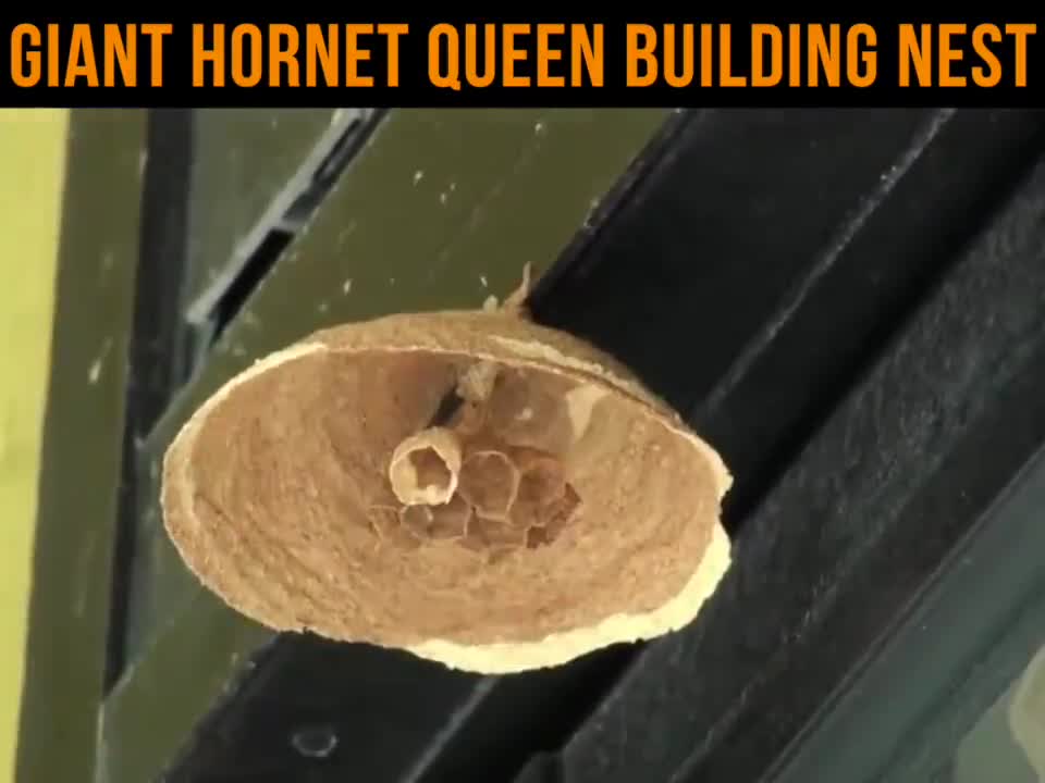 Птица которая вьет гнезда на домах. Гнезда разных видов птиц. Птица строитель. Процесс создания гнезда 5. Процесс создания гнезда 5.