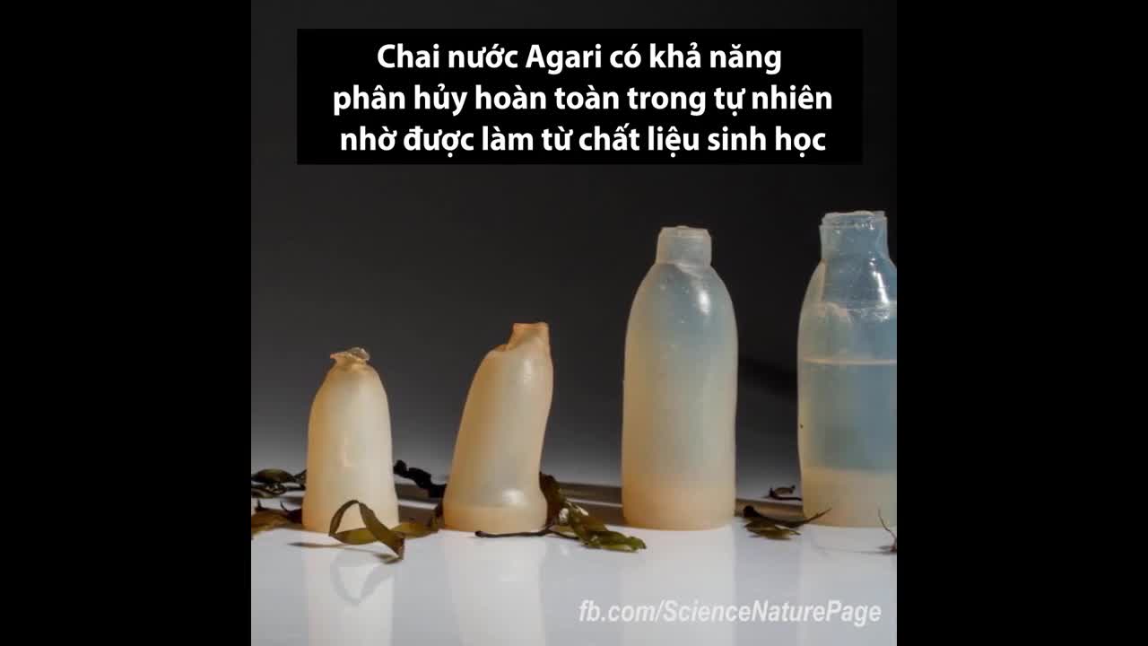 Chai nước tự phân hủy có thể ăn được
