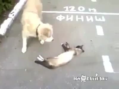 Mèo giả chết lừa chó nhưng bất thành