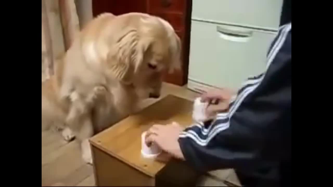 Những chú chó thông minh nhất trên thế giới !!!