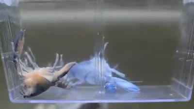 Quá trình lột xác của tôm càng xanh...