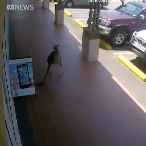 Đột nhập cửa hàng điện thoại, kangaroo đâm sầm cửa kính