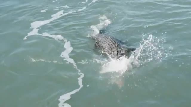 Cá sấu rình cá mập ngoài khơi Australia